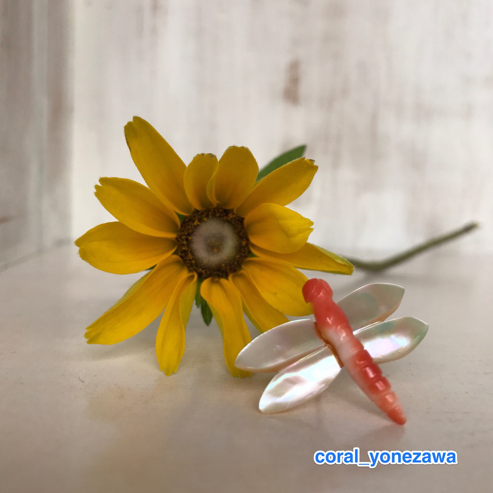 勝ち虫ピンタック～珊瑚・蝶貝・トンボ～