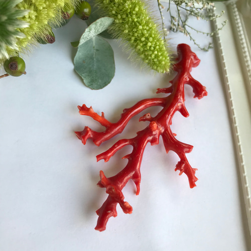 本肉赤珊瑚　原木　トウエ　東さ6-1216☆1F 本肉赤珊瑚原木トウエ東さ6-1216☆1F