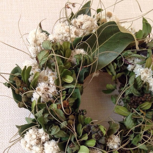 フレンチリース　カワラハハコ フレンチリース カワラハハコ フレンチリースカワラハハコ