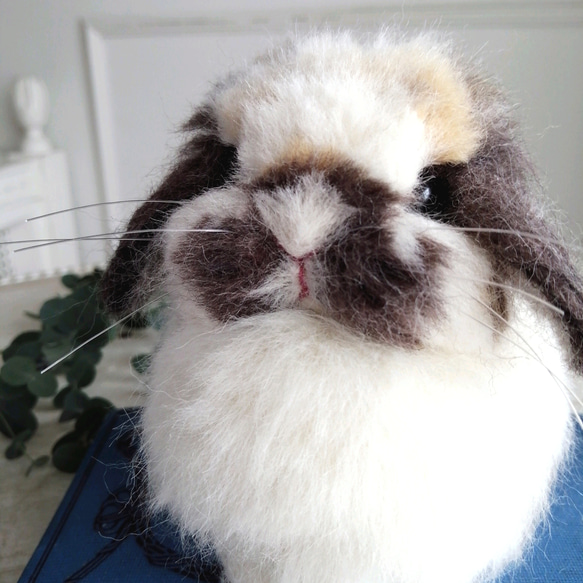 羊毛フェルトリアルうさぎ お座りホーランドロップ (ブロークントータス) ブロークントータス