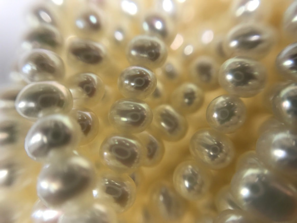 天然石　淡水真珠　φ3.5～4.0mm　クリーム系　ルース 3枚目の画像
