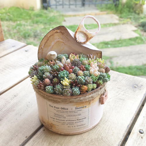 SALE】ちまちま寄せ(pink)セダム寄せ植え その他インテリア雑貨 jun