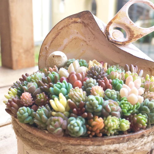 SALE】ちまちま寄せ(pink)セダム寄せ植え その他インテリア雑貨 jun