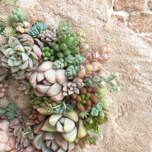 多肉植物　寄せ植え　リース 多肉植物寄せ植え おしゃれ ギャザリングリース30cm 開店祝い