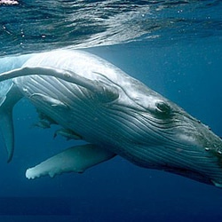 凄い　アンダラクリスタル「巨鯨」約２．２ｋｇがやって来た！(@￣□￣@;)！！ 2枚目の画像