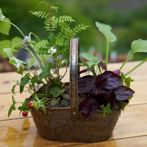 無農薬山椒 苗木 植物 実がなるトゲなし山椒 朝倉さんしょう 接木苗木