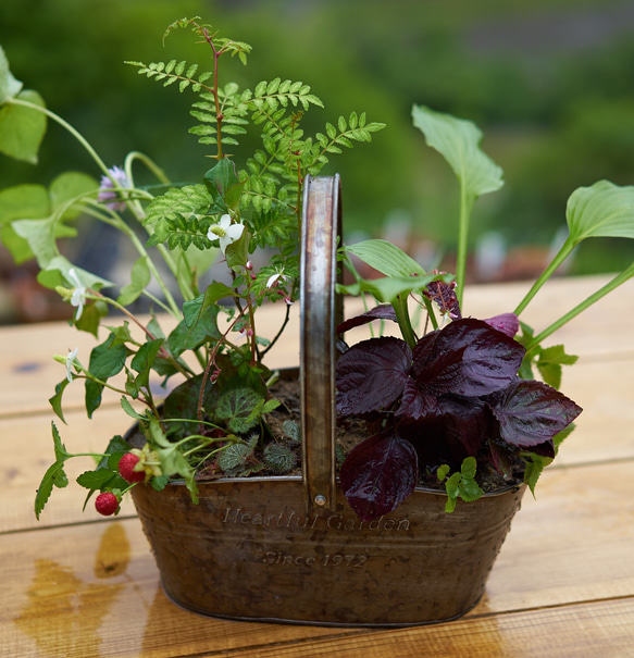 かりんページ 無農薬 朝倉山椒 鉢ごと発送 かりん様専用ページ 無農薬 朝倉