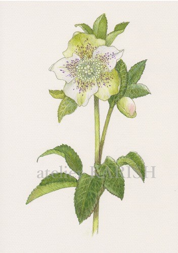 透明水彩画原画白薔薇ホワイトクリスマス 水彩画]白いクリスマスローズを透明水彩で描く