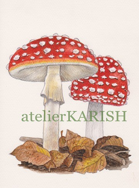 水彩画原画【開運！縁起物シリーズ ベニテングダケ】 イラスト atelier