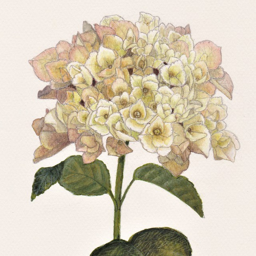手描きイラスト✢創作水彩原画『見帰りの紫陽花』 手描きイラスト✢創作水彩原画『見帰りの紫陽花』 （Gallery）