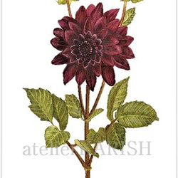絵画　生き物　花　Dahlia drawing a yellow dahlia blossom with colored pencils - YouTube