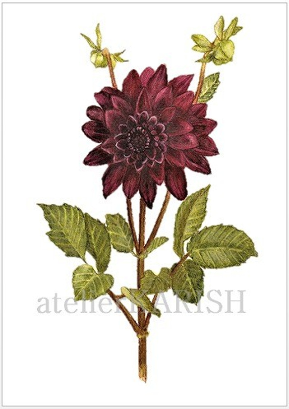 水彩画原画 桜堤と菜の花 ＃590 絵画 syoumei 通販 15408863