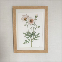 オーダーペイント　薔薇とマーガレット　水彩画　原画 半額SALE！水彩画原画【アンティークマーガレット 01】 絵画 atelier