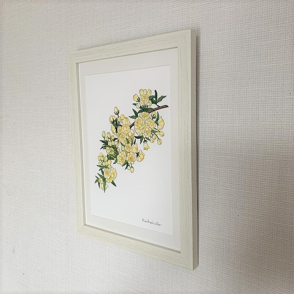 半額SALE！水彩画原画【木香薔薇（モッコウバラ）　０１】 3枚目の画像