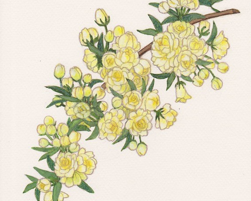 半額SALE！水彩画原画【木香薔薇（モッコウバラ） 01】 絵画 atelier