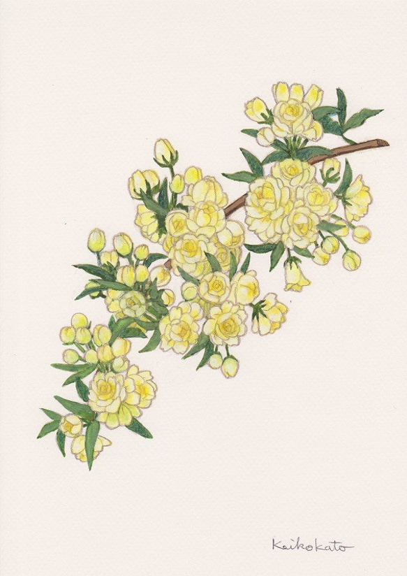 植物水彩原画 バラ Amazon.co.jp: 657＊バラ園 水彩画 原画 透明水彩画 : ホーム