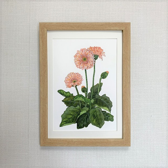 絵画】ボタニカルアート 「ガーベラ」原画 第44回ーガーベラを描く