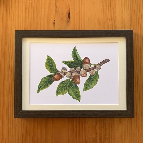 ブルーロータス 青い蓮 画家 小楠アキコ作品 額装サイズ20×20cm
