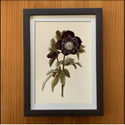 バラの植物画 シルバーフレーム付き バラの植物画 シルバーフレーム付き