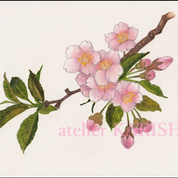 水彩画原画【桜　01】送料無料！ 1枚目の画像