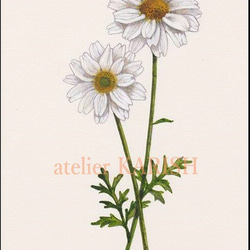 オーダーペイント　薔薇とマーガレット　水彩画　原画 マーガレット「水彩画2016～」のアルバム-みんなの趣味の