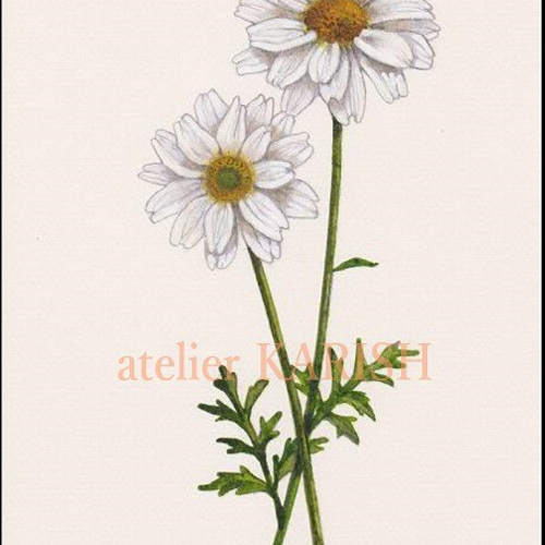 水彩画原画【レトロなマーガレット 01】送料無料！ 絵画 atelier