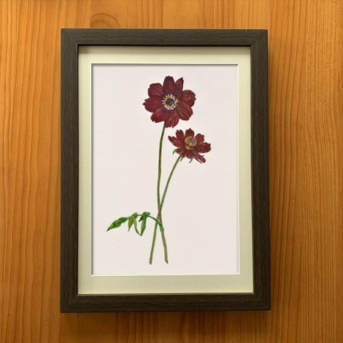 水彩画原画【チョコレートコスモス 02】送料無料！ 絵画 atelier