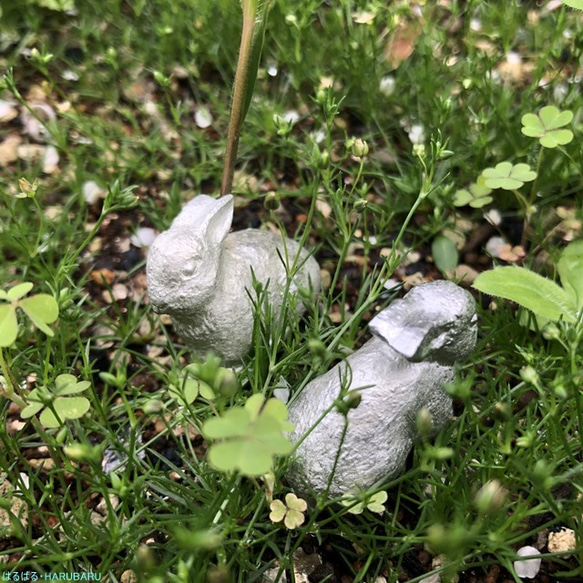 增加了新姿勢：錫兔也可以用作盆栽植物的點綴 第9張的照片