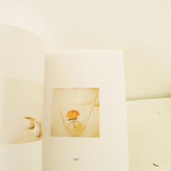 バラの花と器のフォトブック「 la nouvelle image  無口なバラ 」（ZINE） 2枚目の画像