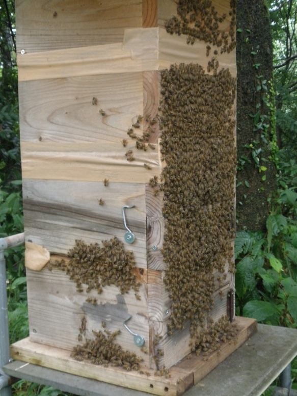 日本ミツバチ 4枚目の画像