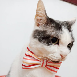 【寵物領巾】扁形蝴蝶結領巾，條紋款 第3張的照片