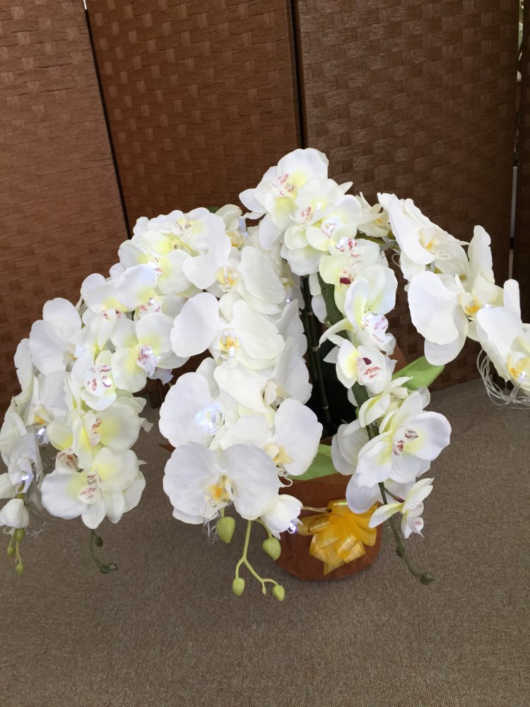 LED光蝶蘭　中　　白色