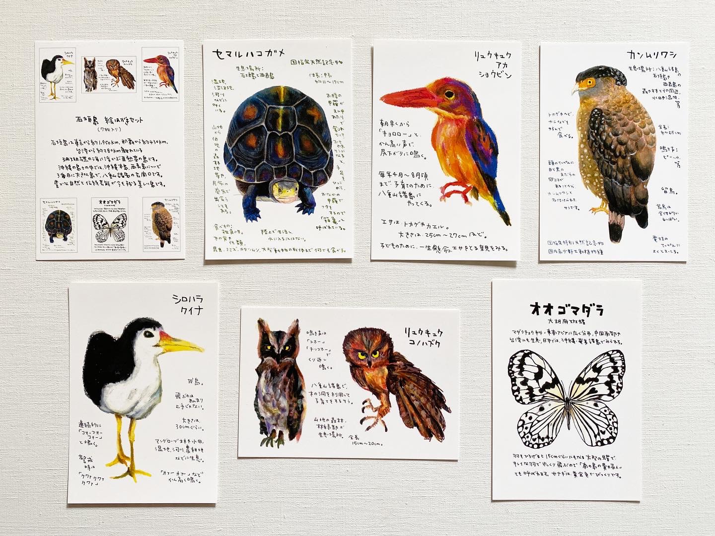 絵はがきセット 石垣島の生き物 7枚入り ポストカード ミオ 通販