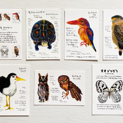 絵はがきセット 石垣島の生き物 7枚入り ポストカード ミオ 通販