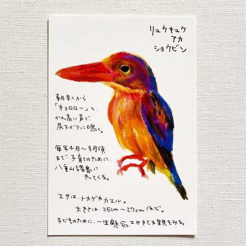 絵はがきセット 西表島セット10枚入り ポストカード ミオ 通販