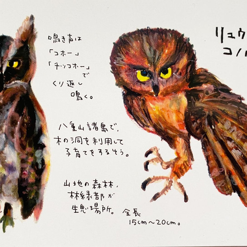 絵はがきセット 西表島セット10枚入り ポストカード ミオ 通販