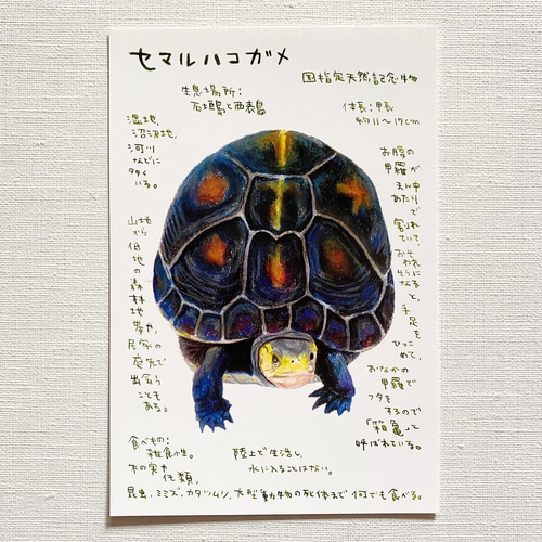 絵はがきセット②２０８枚 Amazon | 鳩居堂 初夏のはがき 13枚セット（13柄） kyu-144