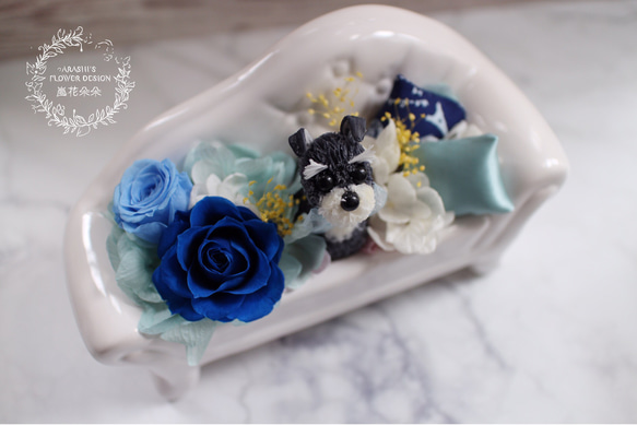 Happy Flower Dog-沙發雪納瑞（藍）|不凋花|永生花|康乃馨|玫瑰|寵物|雪納瑞 第1張的照片