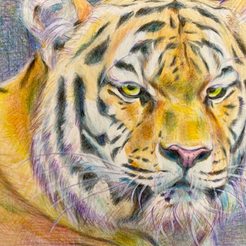 トラ【原画 ポストカードサイズ 色鉛筆画】 絵画 ちさと 通販 トラ【原画 ポストカードサイズ 色鉛筆画】 絵画 ちさと 通販