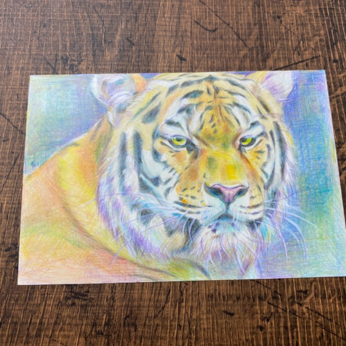 トラ【原画 ポストカードサイズ 色鉛筆画】 絵画 ちさと 通販 トラ【原画 ポストカードサイズ 色鉛筆画】 絵画 ちさと 通販