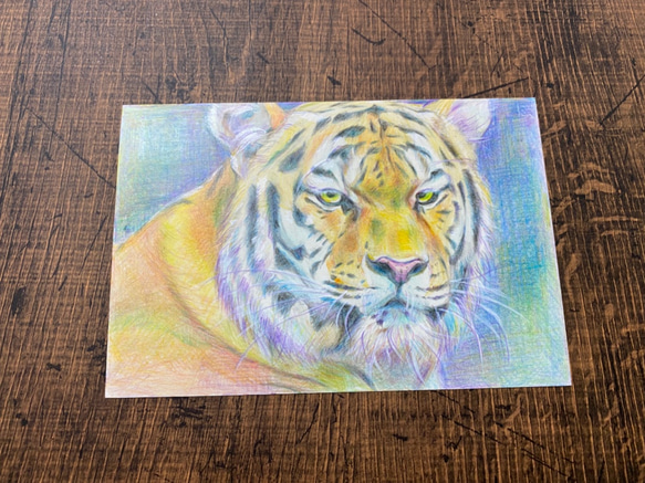 トラ【原画 ポストカードサイズ 色鉛筆画】 2枚目の画像