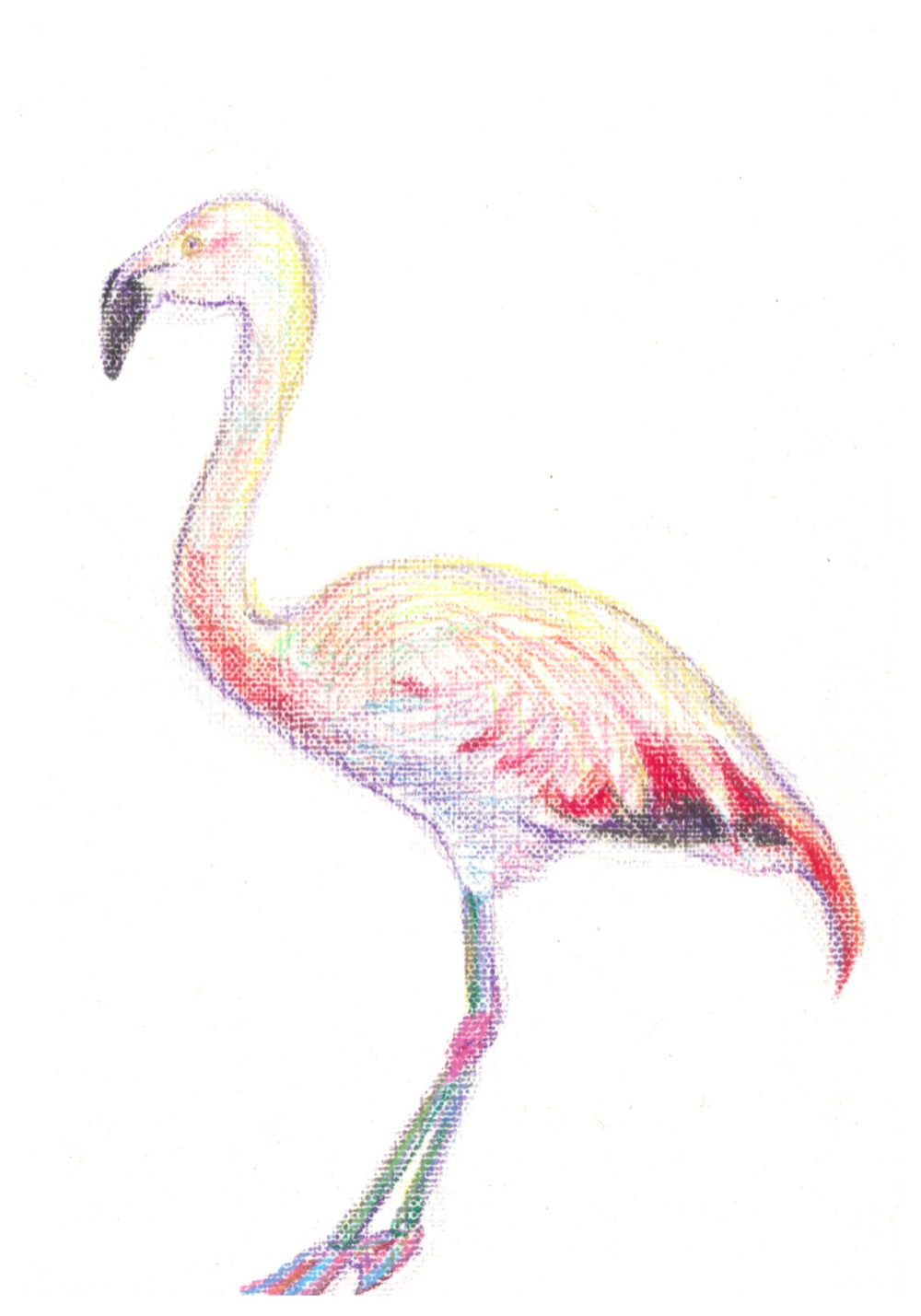 フラミンゴ【原画 L版 色鉛筆画】 絵画 ちさと 通販 7403062