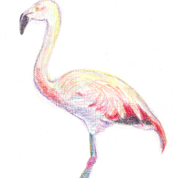 フラミンゴの絵 45x53cm F10号