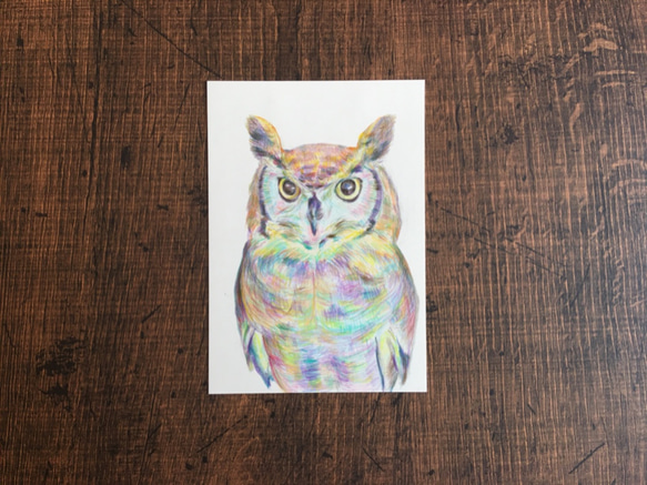 フクロウ【原画 L版 色鉛筆画】 絵画 ちさと 通販 7439319