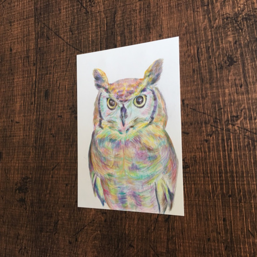 フクロウ【原画 L版 色鉛筆画】 絵画 ちさと 通販 7439319