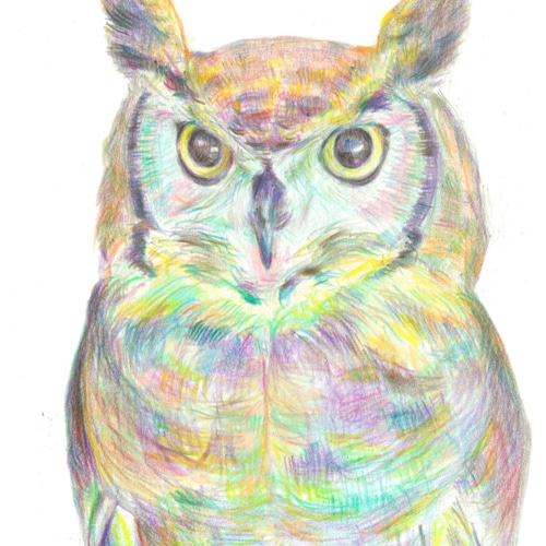 フクロウ【原画 L版 色鉛筆画】 絵画 ちさと 通販 7439319