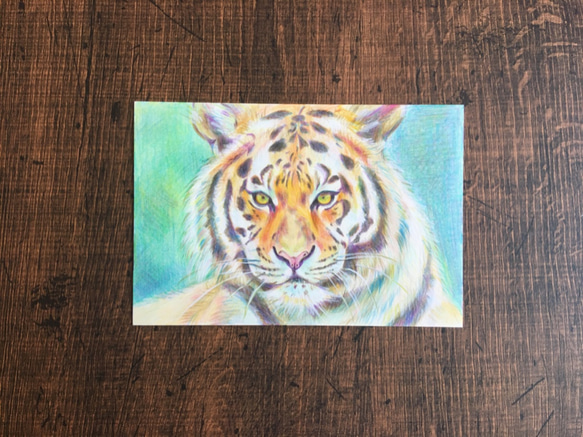 トラ【原画 ポストカードサイズ 色鉛筆画】 1枚目の画像