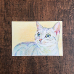 猫　ネコ【原画 ポストカードサイズ 色鉛筆画】 1枚目の画像