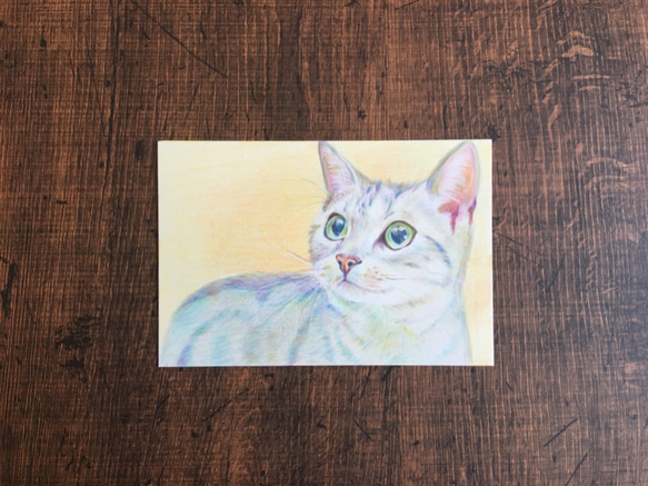 猫　ネコ【原画 ポストカードサイズ 色鉛筆画】 1枚目の画像