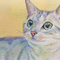 猫　ネコ【原画 ポストカードサイズ 色鉛筆画】 3枚目の画像